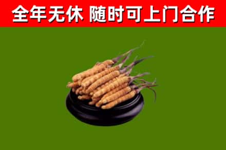 辽源回收冬虫夏草